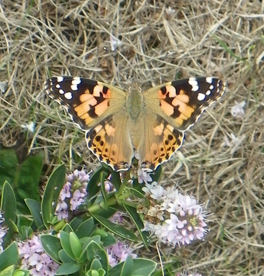 Painted lady